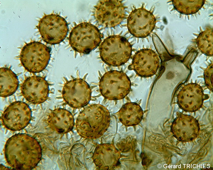 Crosta vellutata - foto 2140 (Tomentella bryophila)